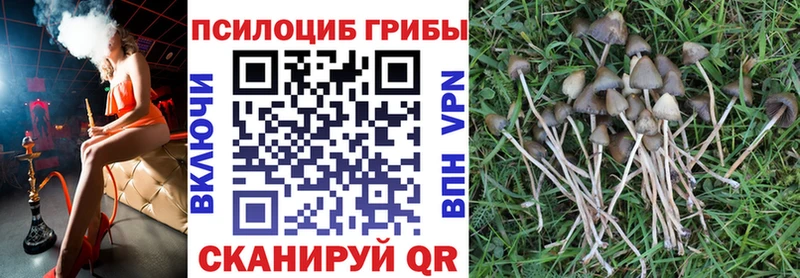 kraken tor  Фурманов  Галлюциногенные грибы MAGIC MUSHROOMS 